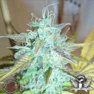 Emerald Triangle Seeds Lemon Haze Auto